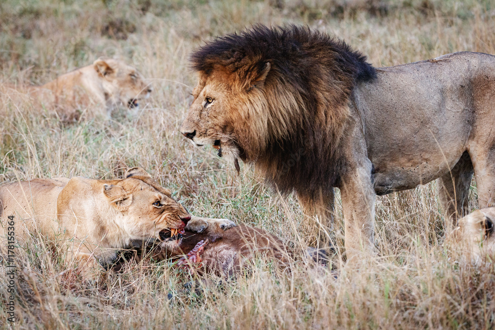 Naklejka premium Lioness Protecting Kill From Male Lion
