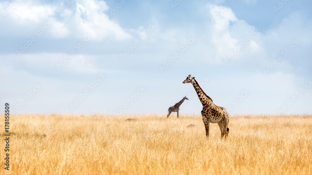 Naklejka premium Masai Giraffe in Kenya Plains