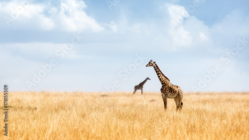 Masai Giraffe in Kenya Plains