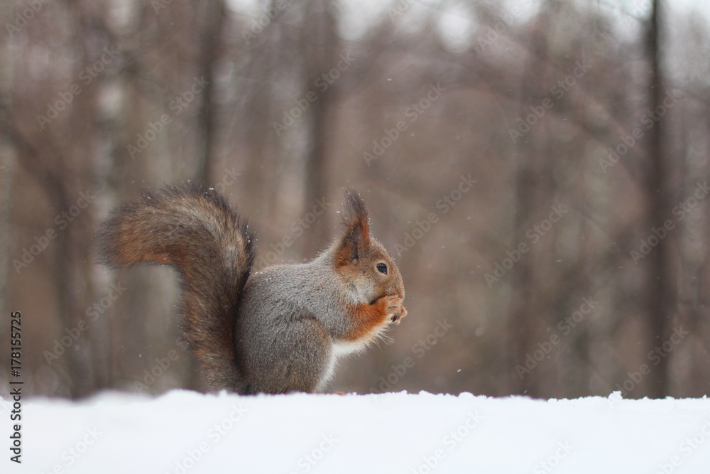 snow, fur, wildlife, nature, nut, brown, rodent, tree, small, animal, white, furry, tail, outdoor, cute, cold, mammal, winter, forest, eating, squirrel, red, food, wild, park, natural snow, fur, wildlife, nature, nut, brown, rodent, tree, small, animal, white, furry, tail, outdoor, cute, cold, mammal, winter, forest, eating, squirrel, red, food, wild, park, natural