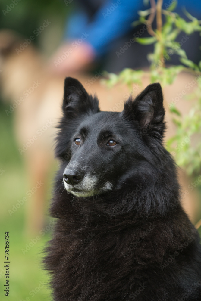 Fototapeta premium groenendael
