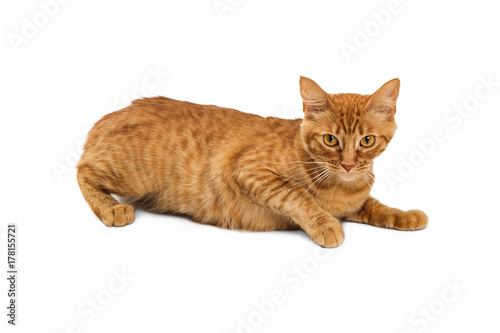 Orange Tabby Cat Lying on White