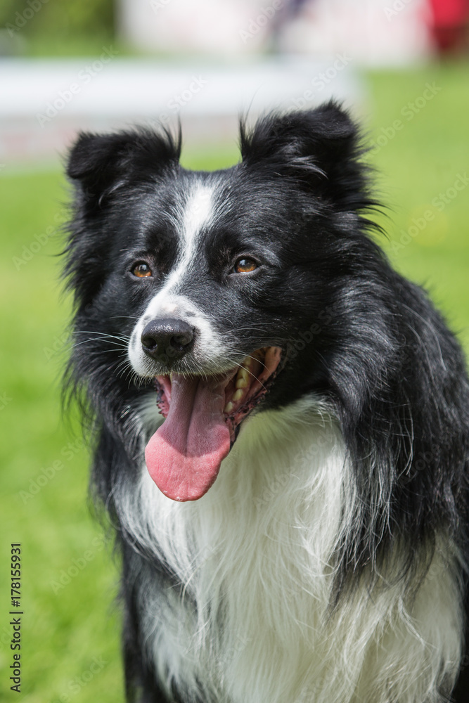 border collie