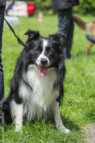 border collie photo