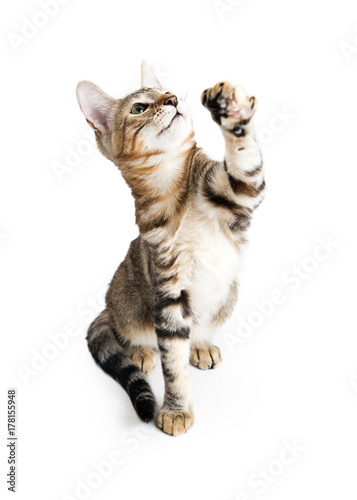 Fototapeta Naklejka Na Ścianę i Meble -  Playful Tabby Kitten Raising Paw