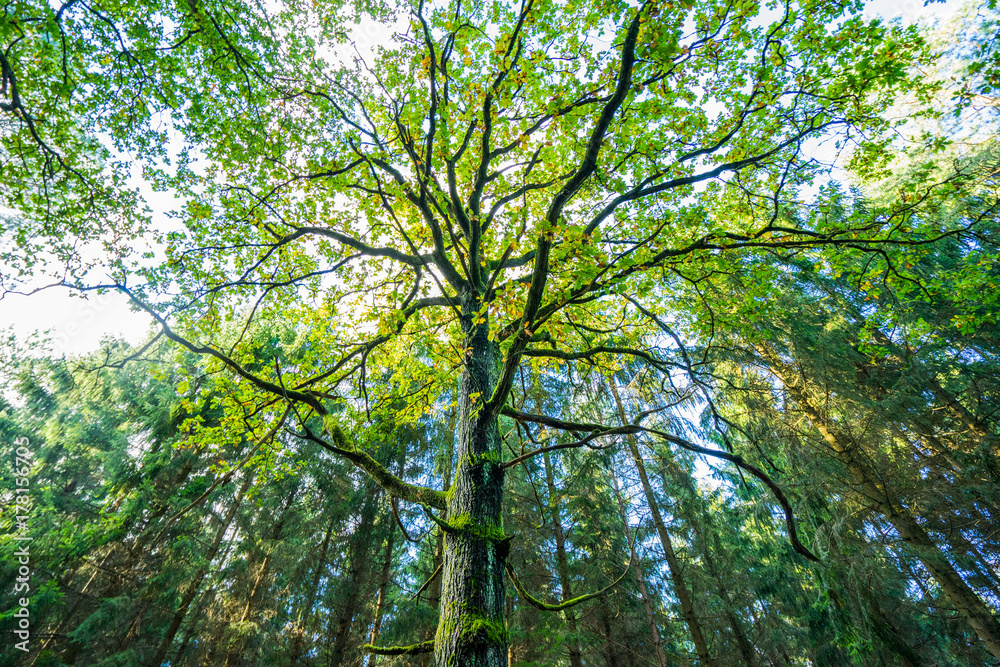 The Tree The Tree