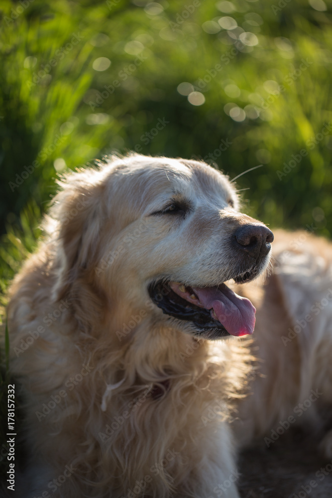 retriever,golden,dog,animal,portrait,pet,canine,adult,outdoor,domestic,friend,doggy