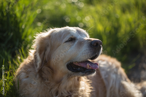 golden retrievers