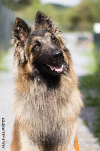 tervuren