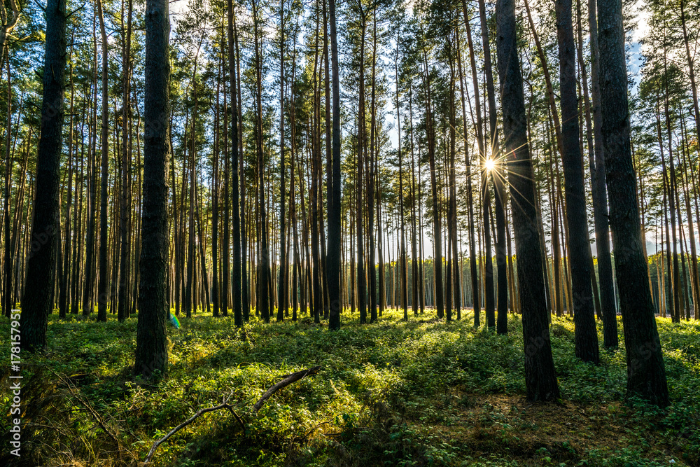 Fototapeta premium The Forest