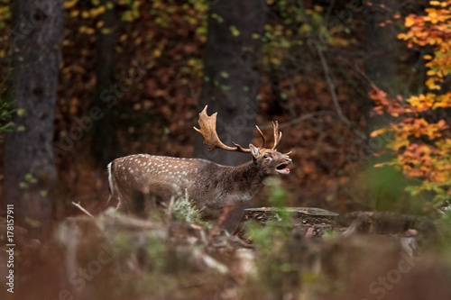 fallow deer, dama dama, Czech republic