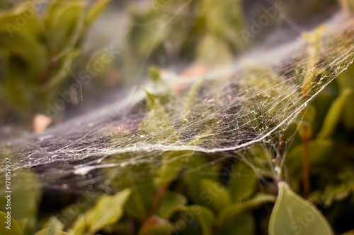 Cobwebs on the bushes.