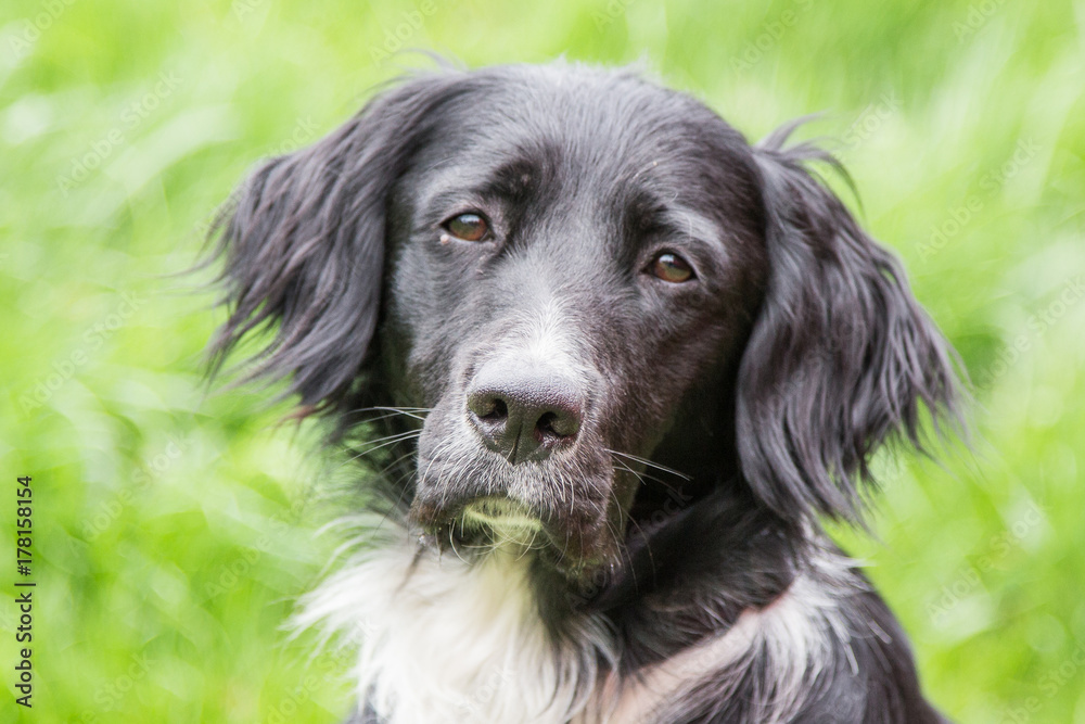 border collie