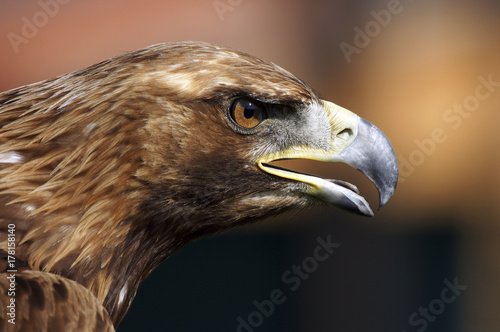 Golden eagle close-up