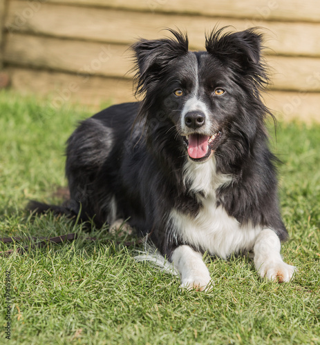 border collie