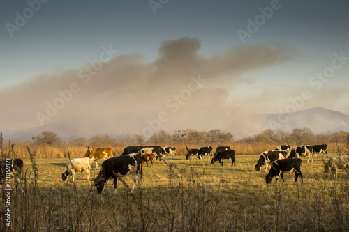 cows and wildfire
