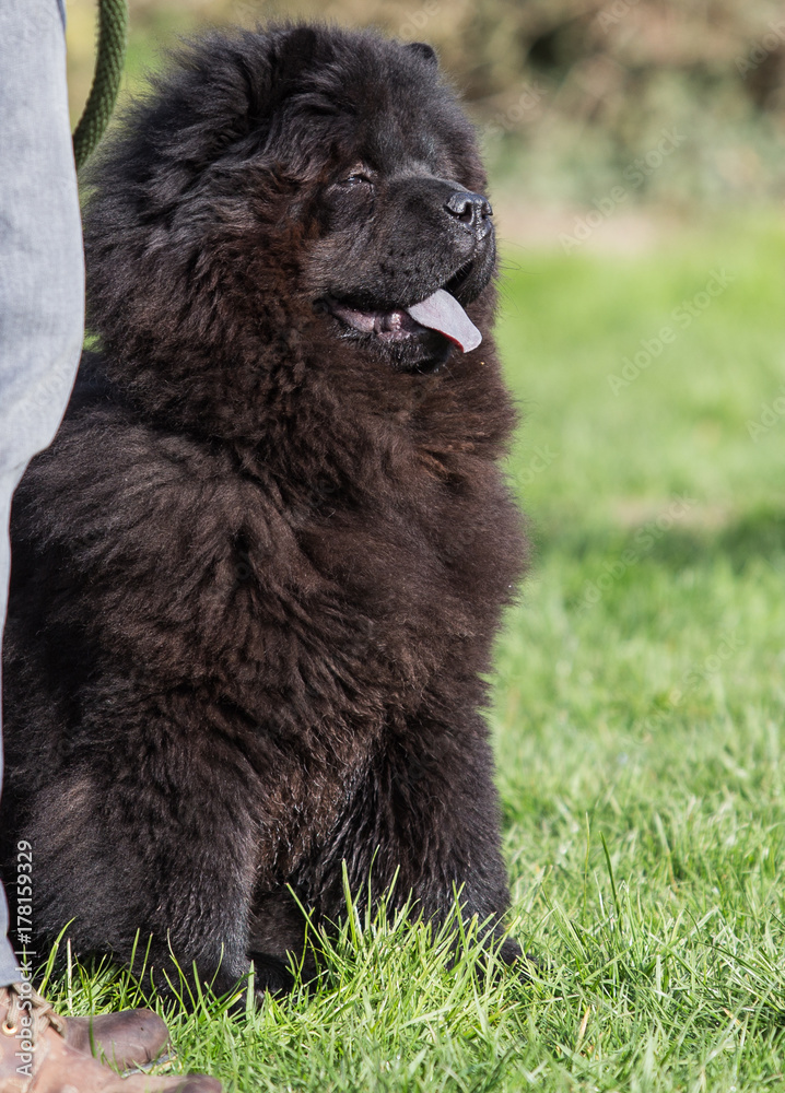 Fototapeta premium chow chow
