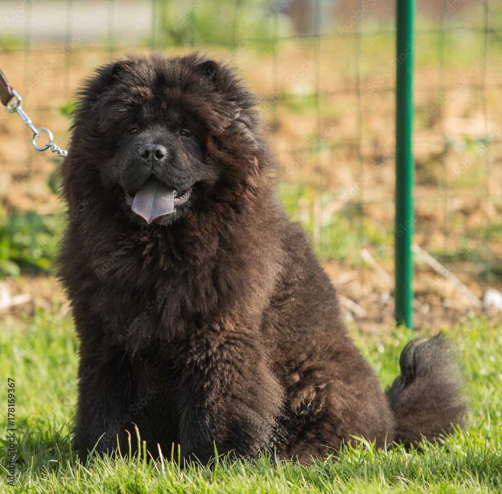 Fototapeta premium chow chow