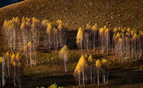 colorful trees in fall in Apuseni mountains  Romania