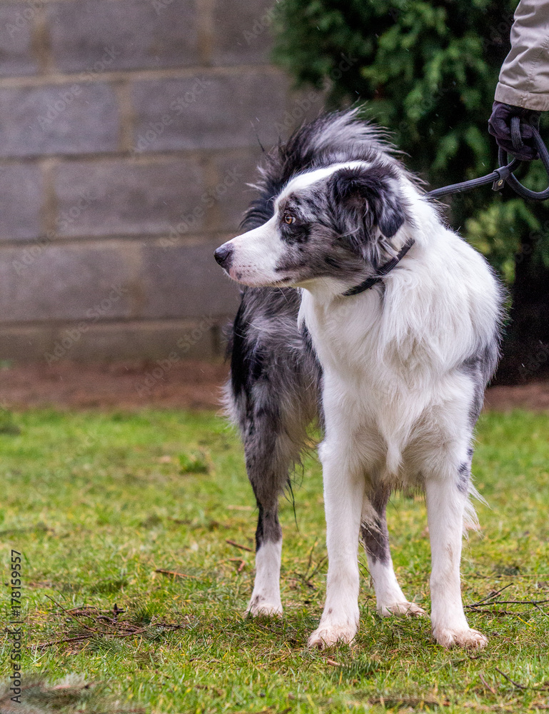 border collie