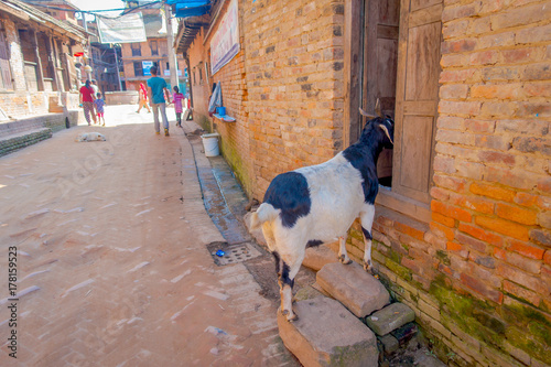 Close up of wild goat walking in old street, with half boddy inside of a brick house in Bhaktapur city photo