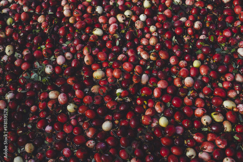 Close up of washed and organic cranberries photo
