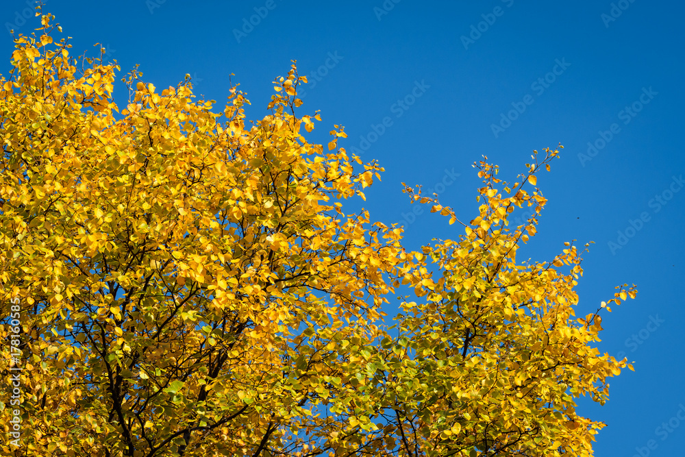 Fall color in yellow leaves on the top part of a tree against a blue sky
