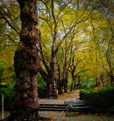 Fototapeta Naklejka Na Ścianę i Meble -  Stanley park. Vancouver downtown. Bench under autumn trees. British Columbia. Canada