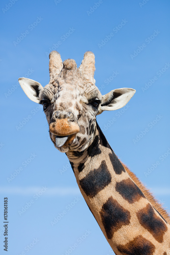 Fototapeta premium Giraffe sticking out it's tongue