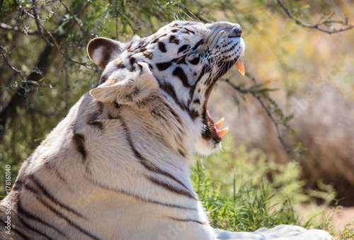 Fototapeta Naklejka Na Ścianę i Meble -  Profile of a white tiger yawning