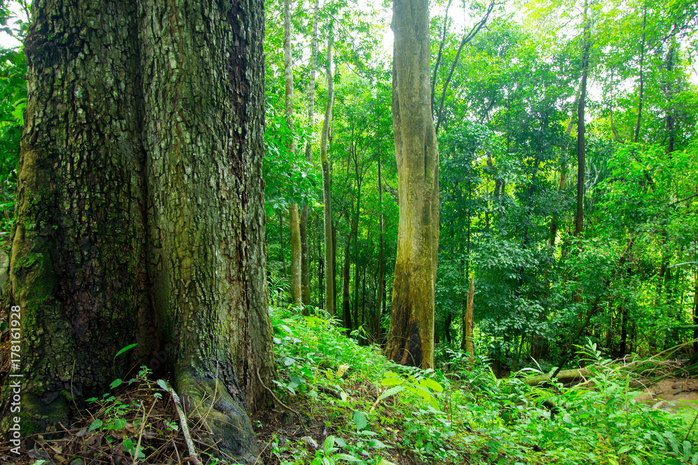 Big tree in the rainforest Big tree in the rainforest