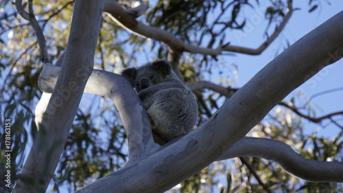 Koala.(Phascolarctos cinereus)