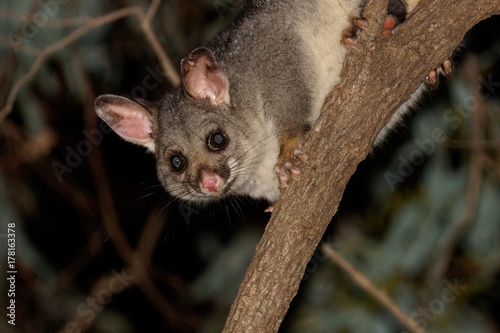 Common Brushtail Possum (Trichosurus vulpecula)