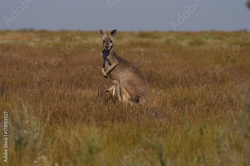 Blue Flier Kangaroo (female Red Kangaroo) with Joey in pouch