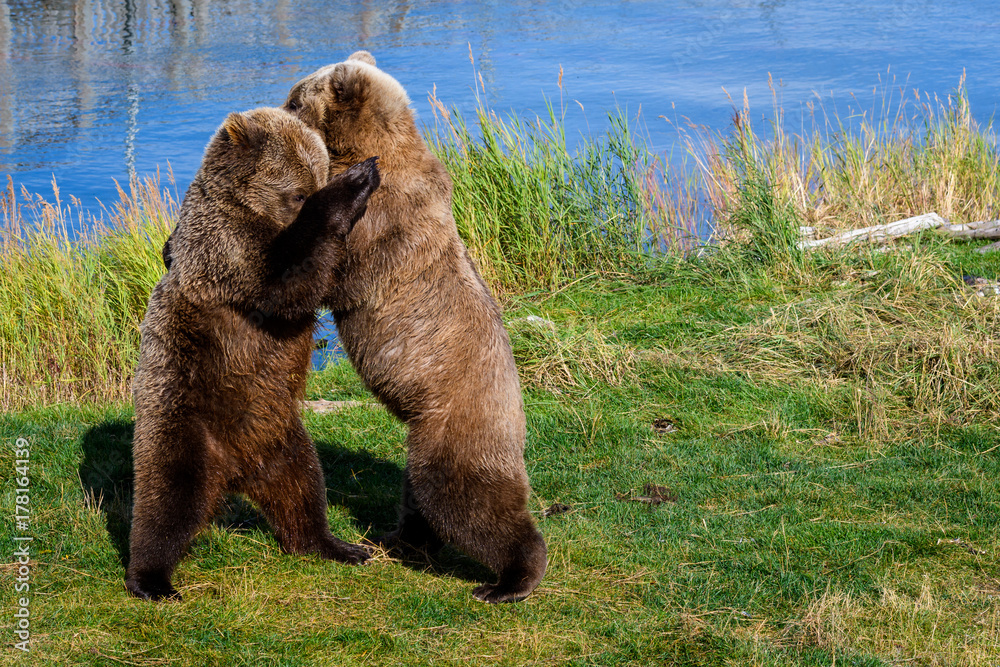 Fototapeta premium Two juvenile brown bears play wrestling on the bank of a lake
