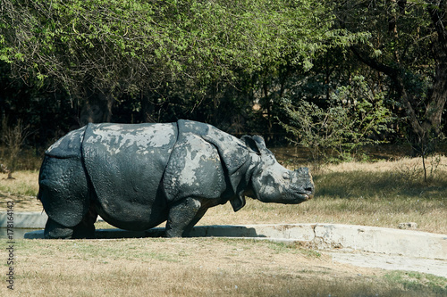 a rhinoceros in the dirt grazes on the field photo