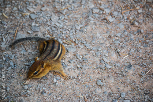 Chipmunk