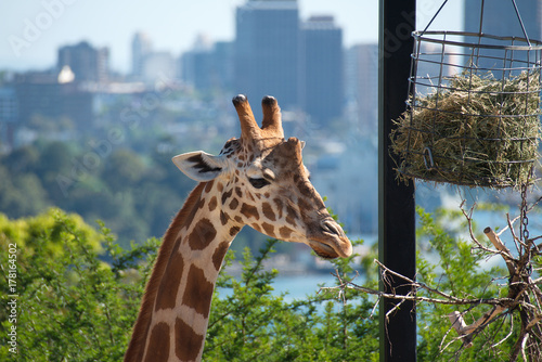 Photography Giraffe