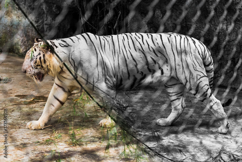 Fototapeta Naklejka Na Ścianę i Meble -  a big tiger walks behind bars half tiger in black and white image