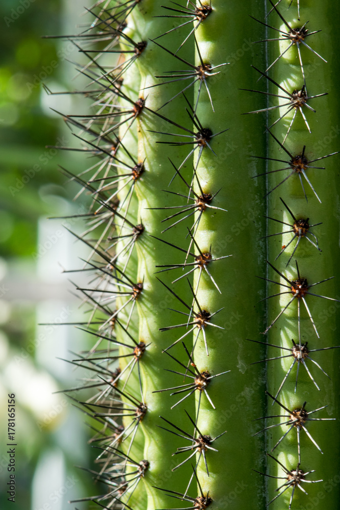 Bright Mellow Cactus Bright Mellow Cactus