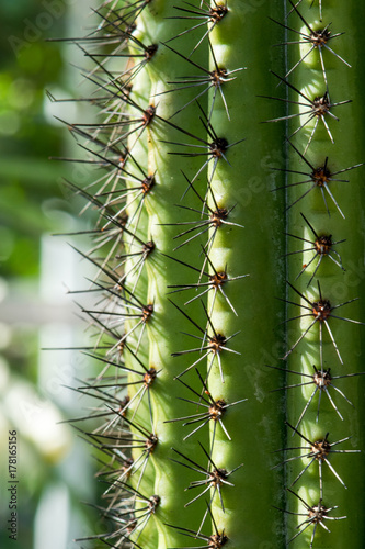 Bright Mellow Cactus