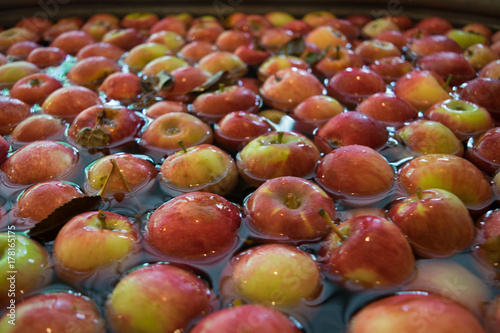 Apples Waiting to be Cider