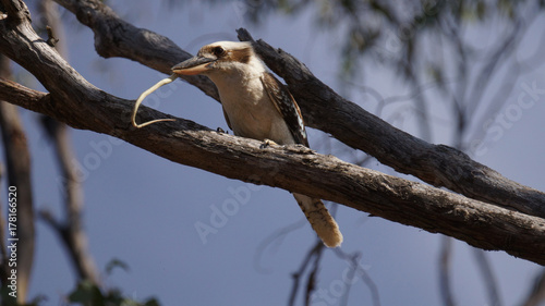 Kookaburra eating a highly venomous brown snake!
