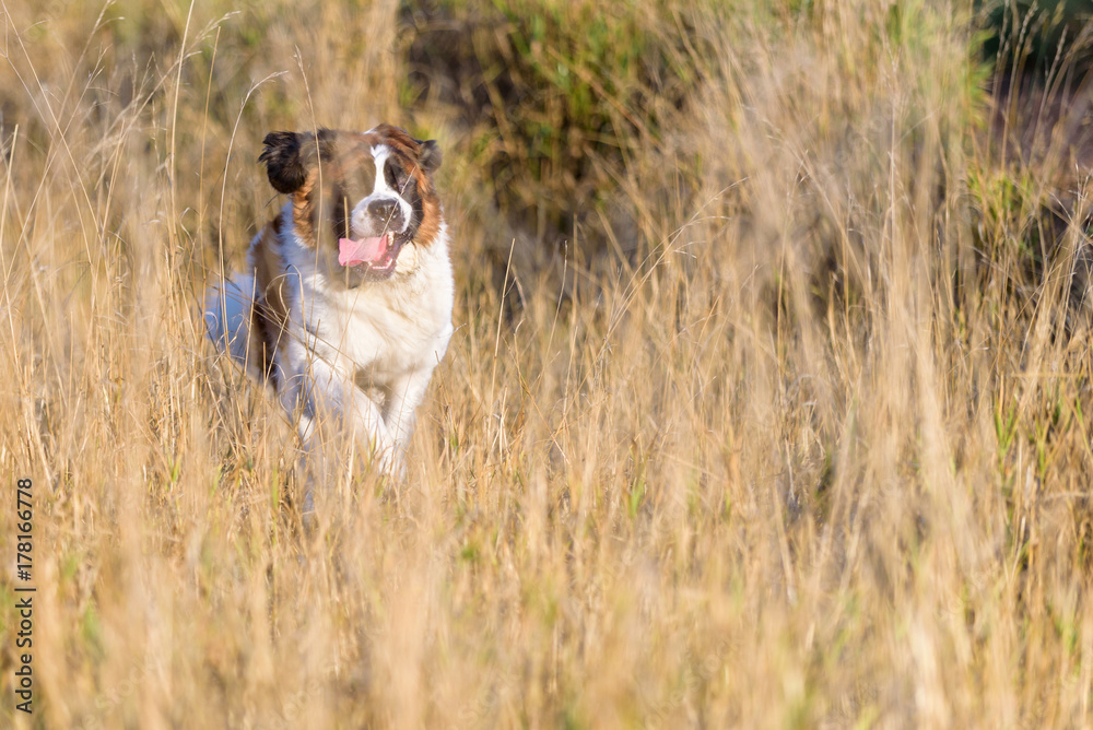 Happy Saint Bernard running in the tall grass of a dog park
Happy Saint Bernard running in the tall grass of a dog park
