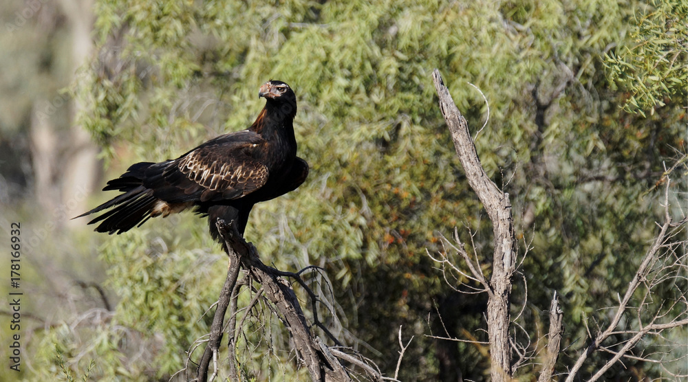Wedge-tailed Eagle (Aquila audax) Wedge-tailed Eagle (Aquila audax)