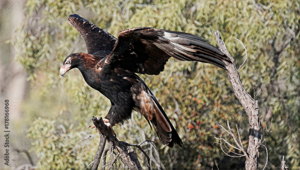 Obraz premium Wedge-tailed Eagle (Aquila audax)