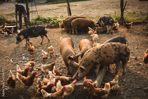 Pigs and hens eating food photo