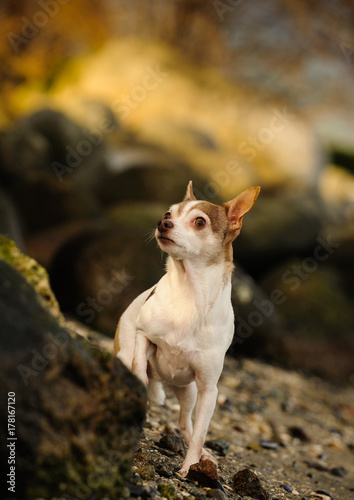 Chihuahua dog outdoor portrait in rocks