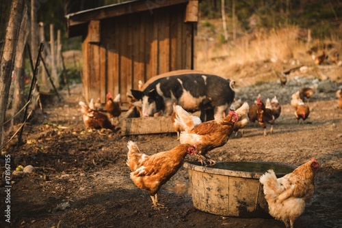 Pigs and hens eating food in farm photo