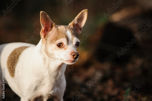 Chihuahua dog outdoor portrait in nature © everydoghasastory